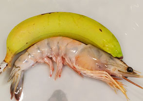 Big Ass Shrimp