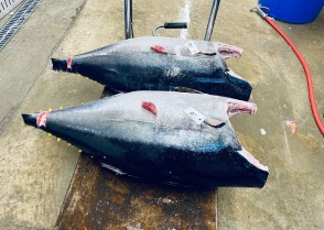 Big Eye Tuna from Ocean City to Long Island
